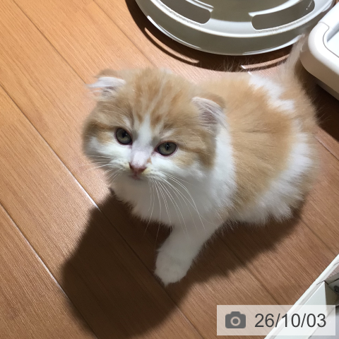 スコティッシュフォールドの写真
