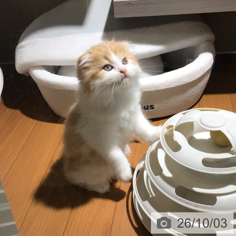 スコティッシュフォールドの写真