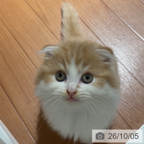 埼玉県のスコティッシュフォールド (ペットプラス イオンモール春日部店/2026年7月31日生まれ/男の子/レッドタビーホワイト)の子猫の3枚目の画像