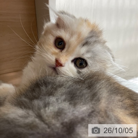 埼玉県のスコティッシュフォールド (ペットプラス ららぽーと富士見店/2026年7月31日生まれ/女の子/シルバーパッチドタビーホワイト)の子猫の4枚目の画像