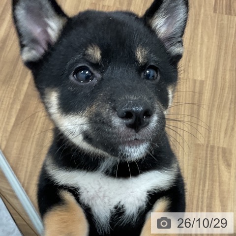 茨城県の柴犬(標準サイズ) (ペッツワン 阿見店/2026年8月2日生まれ/男の子/黒)の子犬の4枚目の画像