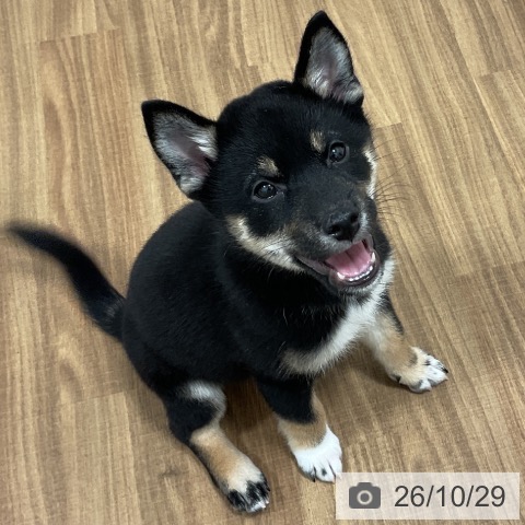 茨城県の柴犬(標準サイズ) (ペッツワン 阿見店/2026年8月2日生まれ/男の子/黒)の子犬の3枚目の画像