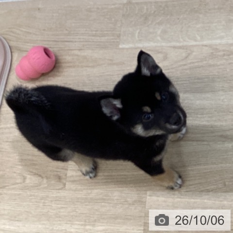 千葉県の柴犬(標準サイズ) (ペットプラス 船橋店/2026年8月2日生まれ/男の子/黒)の子犬の4枚目の画像