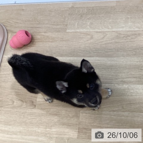 千葉県の柴犬(標準サイズ) (ペットプラス 船橋店/2026年8月2日生まれ/男の子/黒)の子犬の3枚目の画像