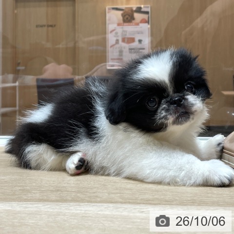 埼玉県のペキニーズ (ペットプラス ららぽーと富士見店/2026年8月4日生まれ/女の子/ブラックホワイト)の子犬の4枚目の画像