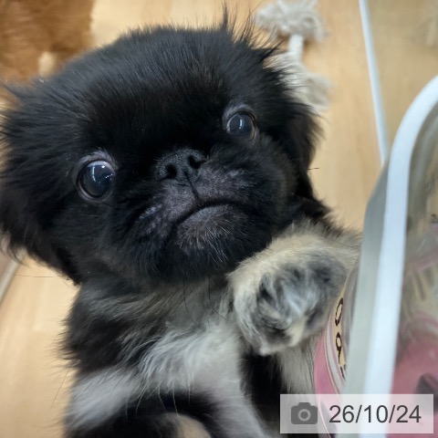長野県のペキニーズ (ペットプラス 松本店/2026年8月4日生まれ/女の子/ブラックタンホワイト)の子犬の4枚目の画像