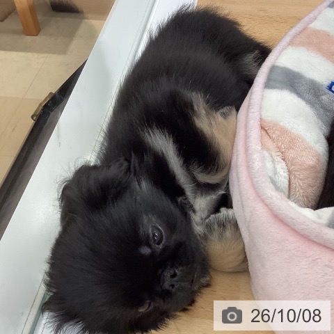 長野県のペキニーズ (ペットプラス 松本店/2026年8月4日生まれ/女の子/ブラックタンホワイト)の子犬の3枚目の画像