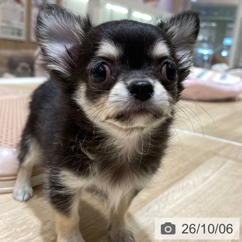 埼玉県のチワワ(ロング) (ペットプラス ららぽーと富士見店/2026年8月2日生まれ/男の子/ブラッククリーム)の子犬の4枚目の画像