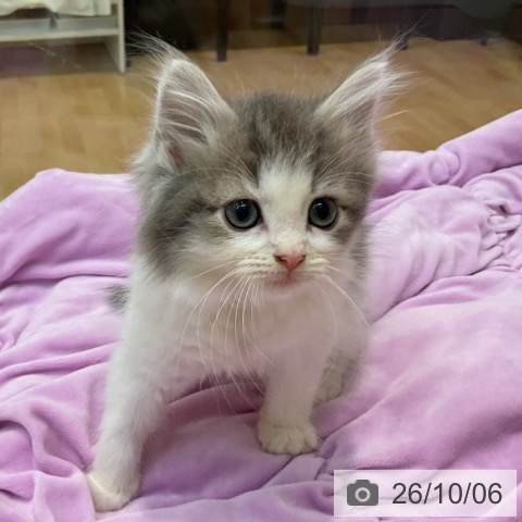 埼玉県のノルウェージャンフォレストキャット (ペットプラス ららぽーと新三郷店/2026年7月27日生まれ/女の子/ブルーマッカレルタビーホワイト)の子猫の4枚目の画像
