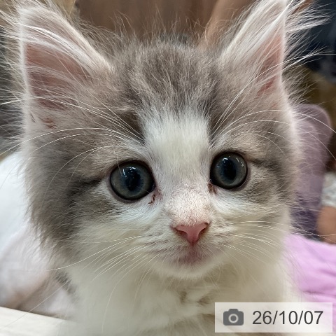 埼玉県のノルウェージャンフォレストキャット (ペットプラス ららぽーと新三郷店/2026年7月27日生まれ/女の子/ブルーマッカレルタビーホワイト)の子猫の3枚目の画像