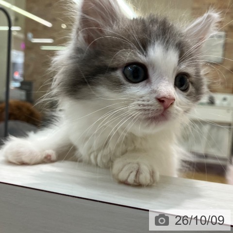ノルウェージャンフォレストキャットの写真