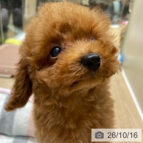 埼玉県のトイプードル(トイ) (ペットプラス ららぽーと新三郷店/2026年8月5日生まれ/男の子/レッド)の子犬の4枚目の画像