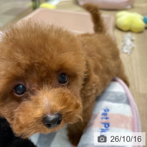 埼玉県のトイプードル(トイ) (ペットプラス ららぽーと新三郷店/2026年8月5日生まれ/男の子/レッド)の子犬の3枚目の画像