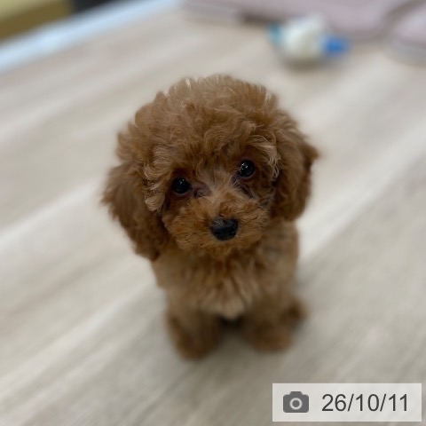 山梨県のトイプードル(トイ) (ペットプラス 甲府国母店/2026年8月5日生まれ/女の子/レッド)の子犬の3枚目の画像