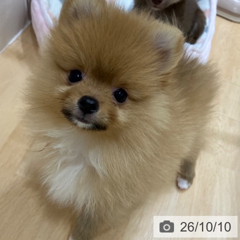 千葉県のポメラニアン (ペットプラス 成田店/2026年8月5日生まれ/男の子/オレンジ)の子犬の4枚目の画像