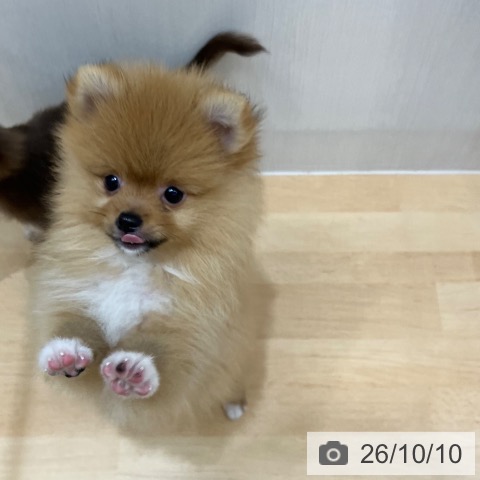 千葉県のポメラニアン (ペットプラス 成田店/2026年8月5日生まれ/男の子/オレンジ)の子犬の3枚目の画像