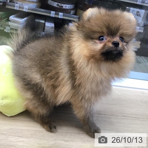 東京都のポメラニアン (ペットプラス むさし村山店/2026年8月5日生まれ/男の子/オレンジ)の子犬の4枚目の画像