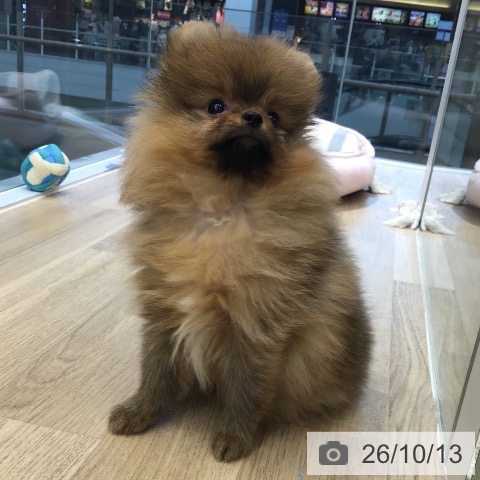東京都のポメラニアン (ペットプラス むさし村山店/2026年8月5日生まれ/男の子/オレンジ)の子犬の3枚目の画像