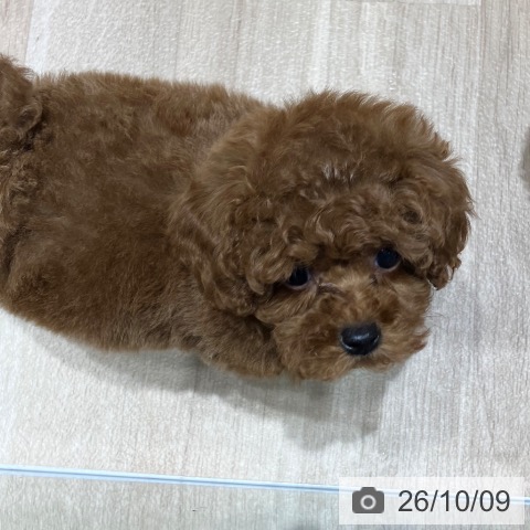埼玉県のトイプードル(トイ) (ペットプラス ららぽーと富士見店/2026年8月7日生まれ/女の子/レッド)の子犬の3枚目の画像