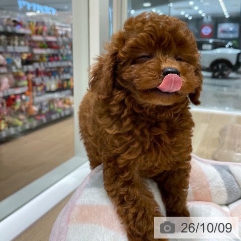 長野県のトイプードル(トイ) (ペットプラス 須坂店/2026年8月7日生まれ/男の子/レッド)の子犬の4枚目の画像