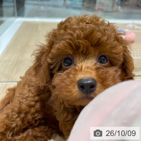 長野県のトイプードル(トイ) (ペットプラス 須坂店/2026年8月7日生まれ/男の子/レッド)の子犬の3枚目の画像
