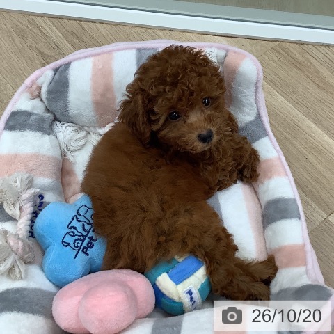 東京都のトイプードル(トイ) (ペットプラス 日の出店/2026年8月7日生まれ/男の子/レッド)の子犬の3枚目の画像