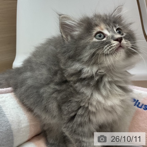 サイベリアンの写真