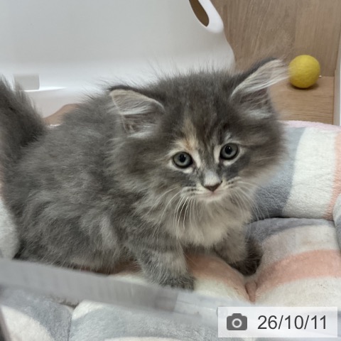 サイベリアンの写真