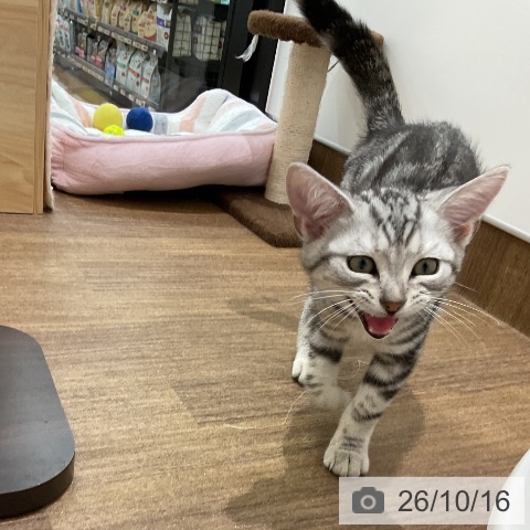 埼玉県のアメリカンショートヘアー (ペッツワン 吉川美南店/2026年7月22日生まれ/男の子/シルバータビー)の子猫の4枚目の画像
