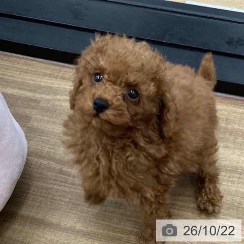 茨城県のトイプードル(トイ) (ペッツワン つくば店/2026年8月9日生まれ/男の子/レッド)の子犬の4枚目の画像