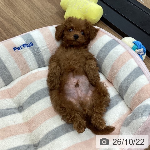 茨城県のトイプードル(トイ) (ペッツワン つくば店/2026年8月9日生まれ/男の子/レッド)の子犬の3枚目の画像