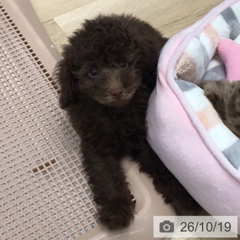 群馬県のトイプードル(トイ) (ペットプラス イオンモール太田店/2026年8月10日生まれ/男の子/ブラウン)の子犬の3枚目の画像