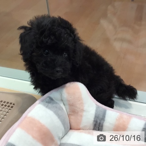神奈川県のトイプードル(トイ) (ペットプラス 海老名店/2026年8月10日生まれ/男の子/ブラック)の子犬の3枚目の画像