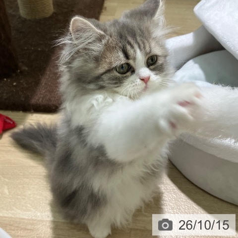 ラガマフィンの写真