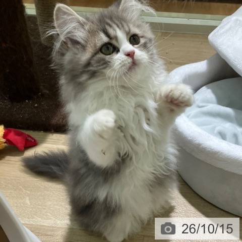 ラガマフィンの写真