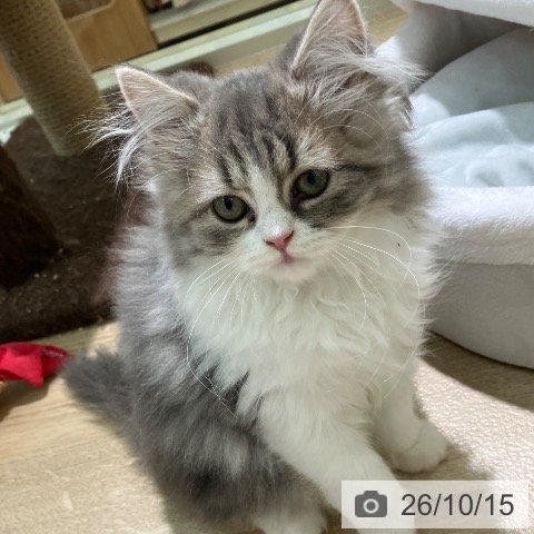 ラガマフィンの写真