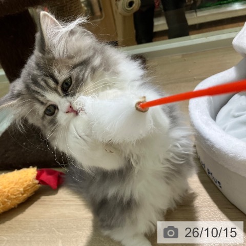 ラガマフィンの写真