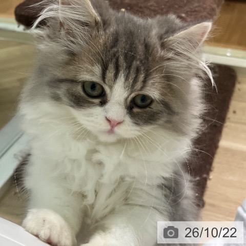 宮崎県のラガマフィン (ペットプラス 宮崎店/2026年8月11日生まれ/女の子/ブルータビーホワイト)の子猫の4枚目の画像