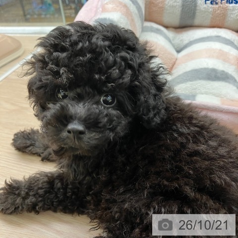 埼玉県のトイプードル(トイ) (ペットプラス 八潮店/2026年8月15日生まれ/男の子/ブラック)の子犬の4枚目の画像