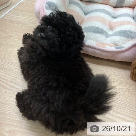 埼玉県のトイプードル(トイ) (ペットプラス 八潮店/2026年8月15日生まれ/男の子/ブラック)の子犬の3枚目の画像