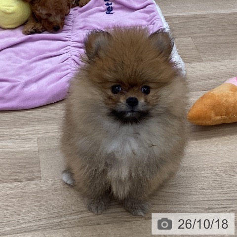 ポメラニアンの写真