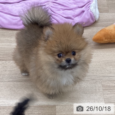 ポメラニアンの写真