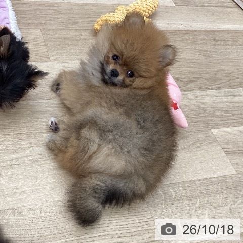 ポメラニアンの写真