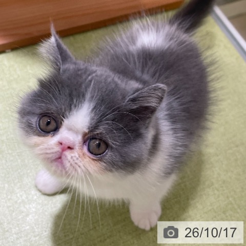東京都のエキゾチック (ペットプラス アクアシティお台場店/2026年8月15日生まれ/男の子/ブルータビーホワイト)の子猫の3枚目の画像