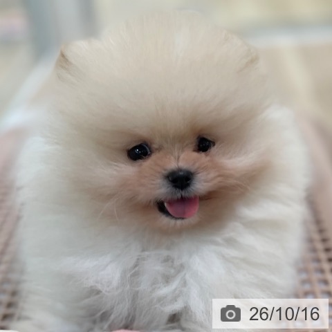 ポメラニアンの写真