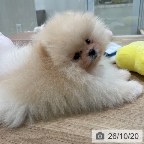 東京都のポメラニアン (ペットプラス 大井町トラックス店/2026年8月15日生まれ/男の子/クリーム)の子犬の4枚目の画像