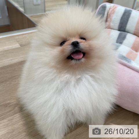 東京都のポメラニアン (ペットプラス 大井町トラックス店/2026年8月15日生まれ/男の子/クリーム)の子犬の3枚目の画像