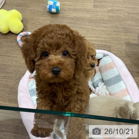 埼玉県のトイプードル(トイ) (ペッツワン 吉川美南店/2026年8月16日生まれ/男の子/レッド)の子犬の3枚目の画像