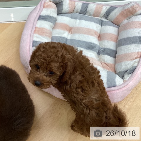 千葉県のトイプードル(トイ) (ペットプラス 成田店/2026年8月16日生まれ/女の子/レッド)の子犬の4枚目の画像