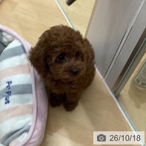 千葉県のトイプードル(トイ) (ペットプラス 成田店/2026年8月16日生まれ/女の子/レッド)の子犬の3枚目の画像